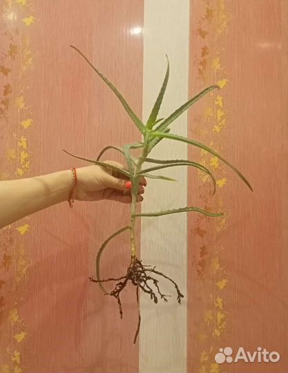 Алоэ лечебное