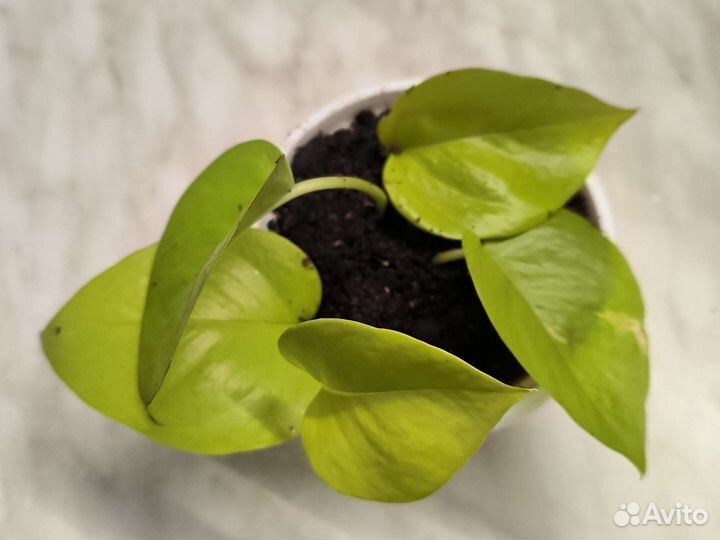 Сциндапсус пиктус Сильвер, неон, эпипремнум