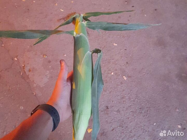 Кукуруза киара