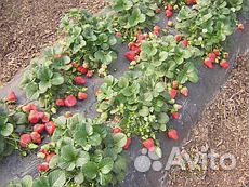 Продам саженцы клубники