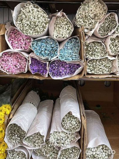 Гипсофила опт