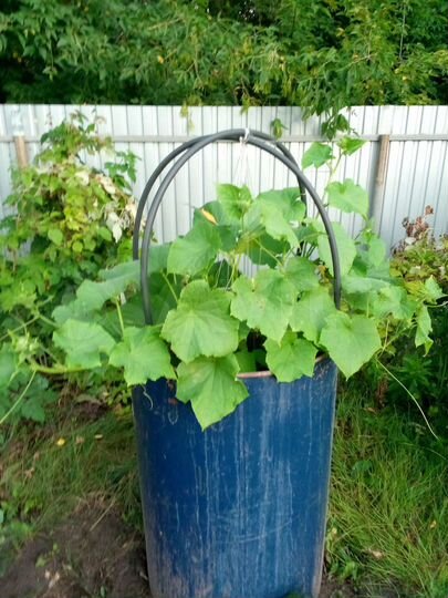 Дача 35 м² на участке 4,6 сот.