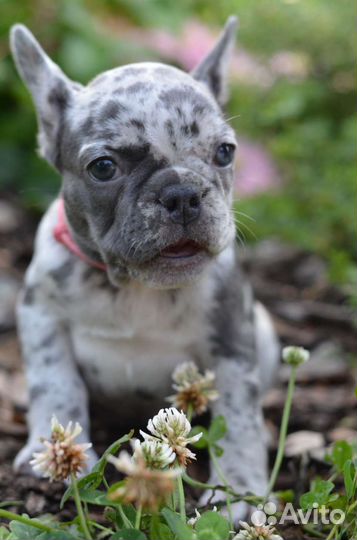 Французский бульдог щенки мерле