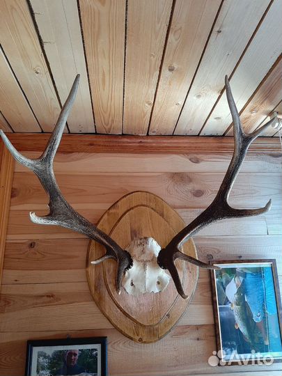 Рога косули