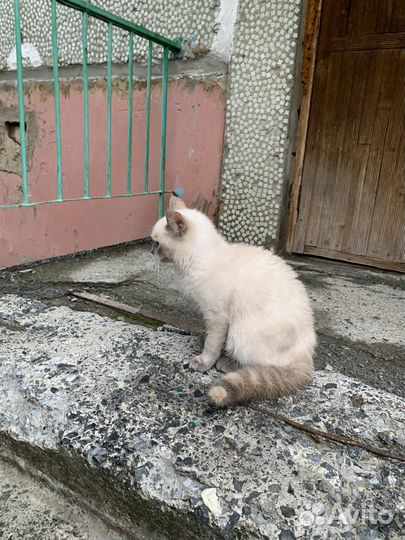 Сибирская кошка