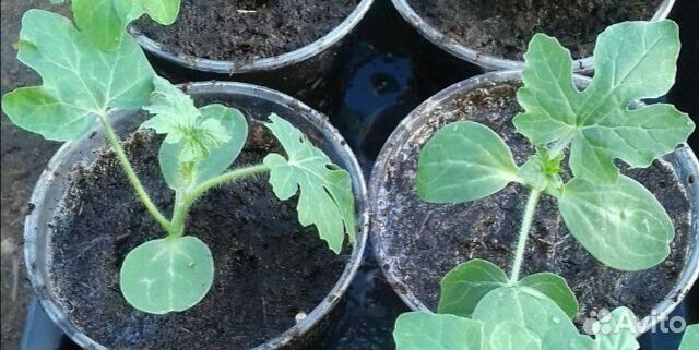 Рассада арбуза и дыни