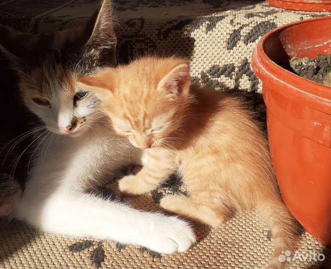Кошка в дар