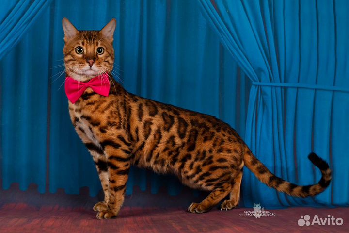 Бенгальский мачо