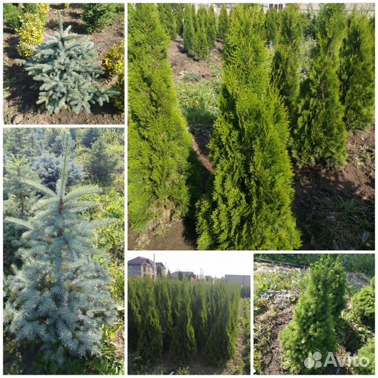 Туя смарагд, ель голубая
