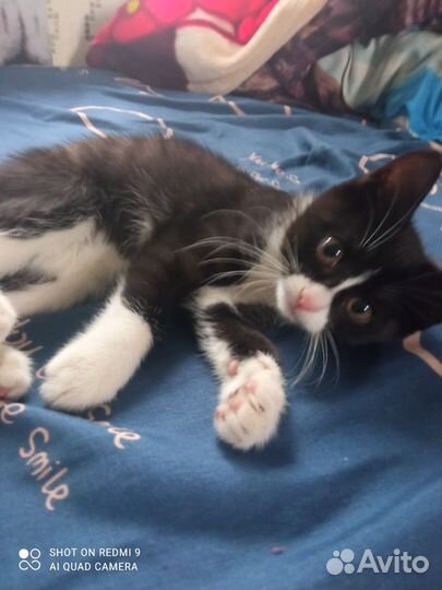 Отдам кошечек-крысоловок 3 месячные, кушают всё