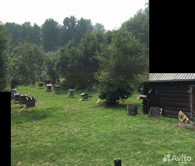 Мед Алтайский Ельцовский район Алт край собствен