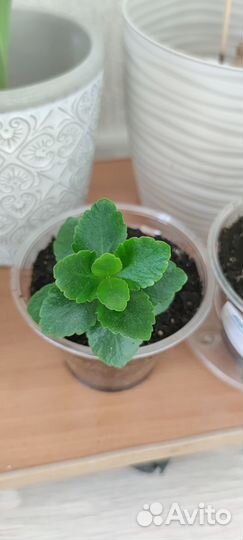 Продам каланхоэ