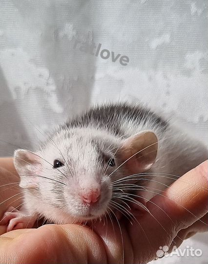Крысята марбл от ratlove