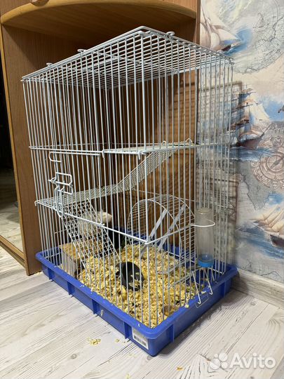 Крыса дамбо с клеткой