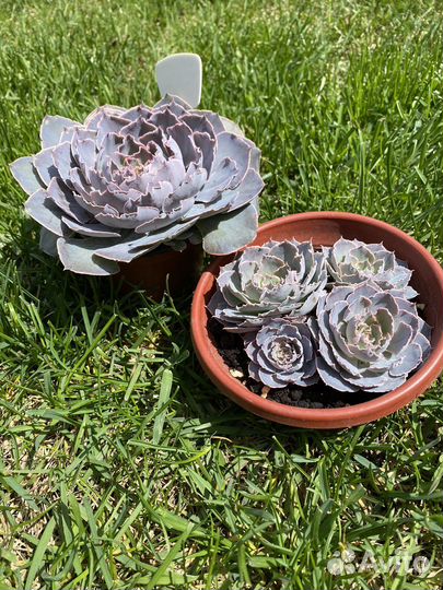 Эхеверия шавиана пинк фрилс