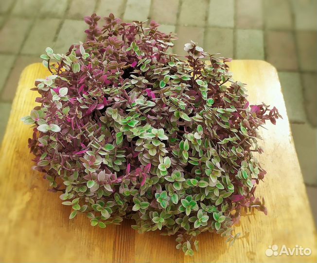 Каллизия ползучая (Callisia repens)