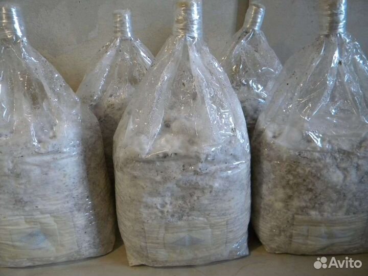 Семена вешенки