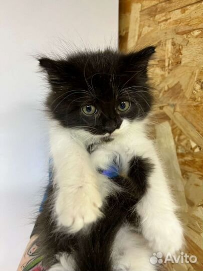 Котик Маркиз