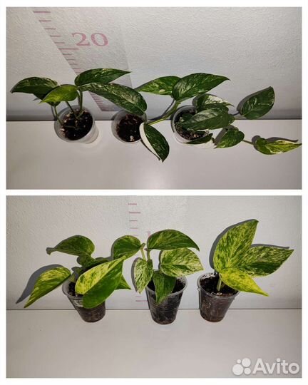 Эпипремнум, Сциндапсус