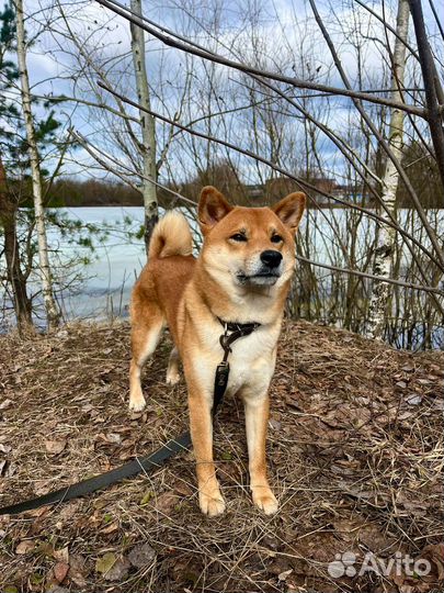 Вязка собак Сиба ину