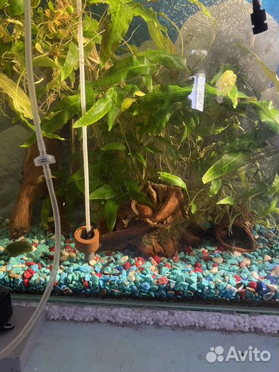 Аквариум