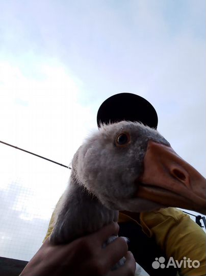 Гусиное мясо