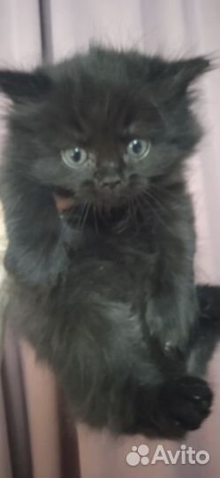 Кошки