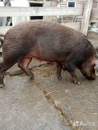 Хряк для случки