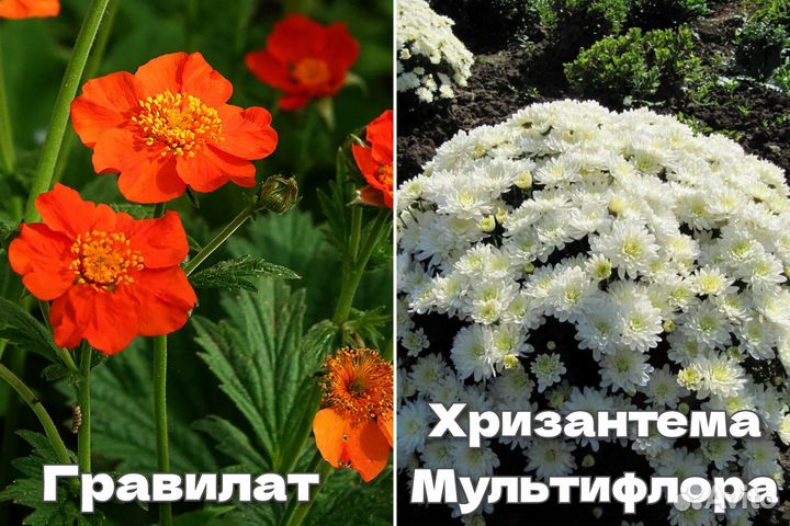 Сантолина,астра,флоксы,хризантема,барвинок
