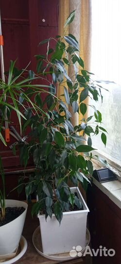 Комнатные растения цветы большие