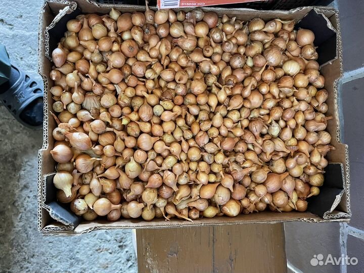 Продам севок Бессоновский