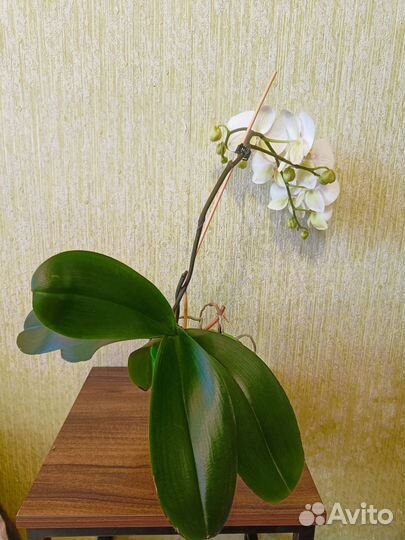 Орхидея фаленопсис
