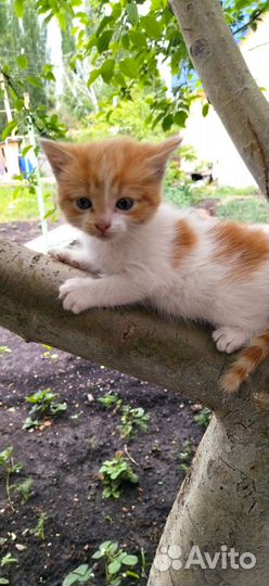 Коты ищут дом