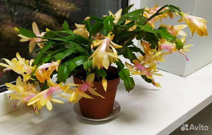 Шлюмбергера (декабрист)