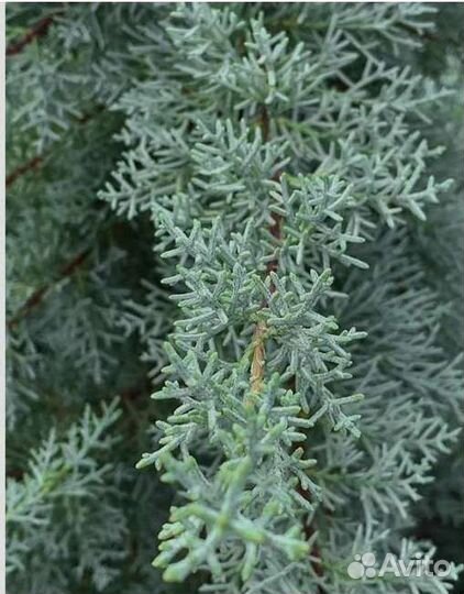 Куннингамия,Псевдотсуги,Кипарис Аризонский семена