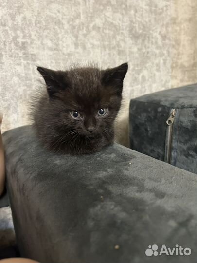 Котенок мальчик