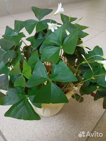 Юкка, кислица, бегония