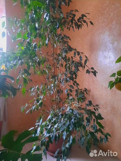 Фикус бенджамина