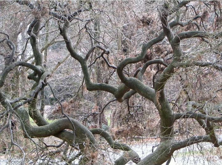 Ива извилистая свердловская