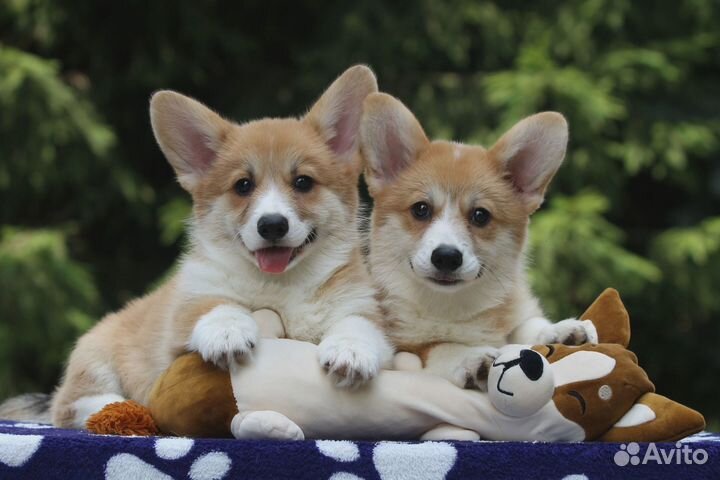 Щенки вельш корги пемброк