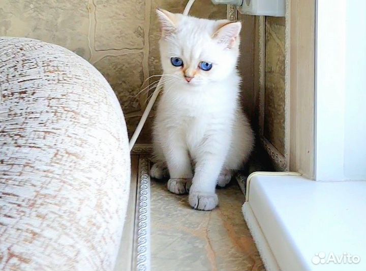 Шотландская шиншилла поинт