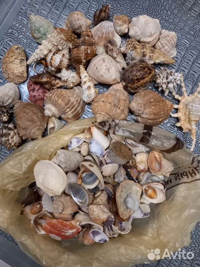Ракушка для аквариума для поделок