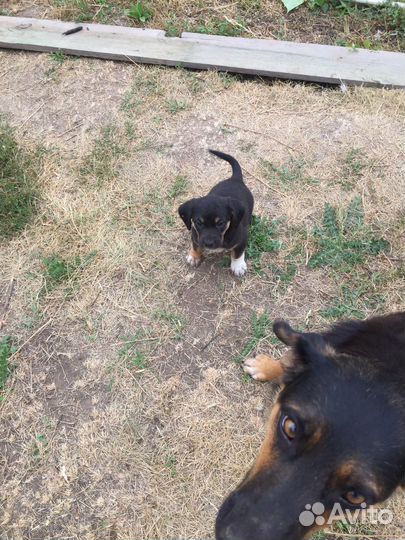 Щенки дворняжки