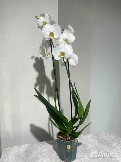 Комнатные домашние растения