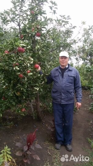 Cаженцы Уфа. Питомник Гилёвых