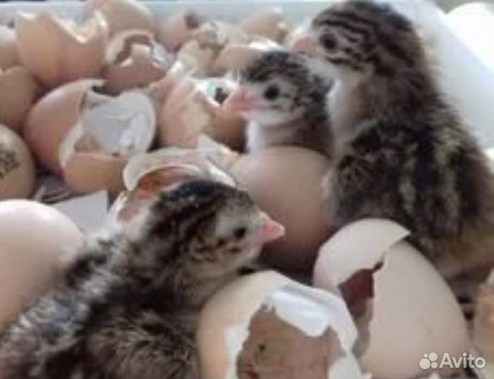 Цыплята цесарки суточные