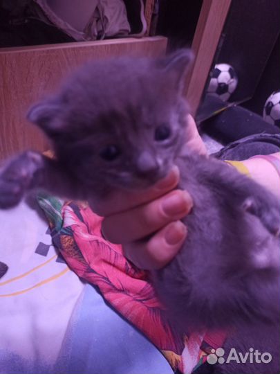 Кошка в дар