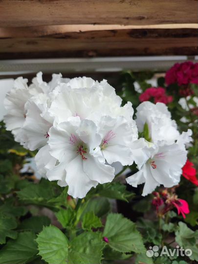 Пеларгония герань