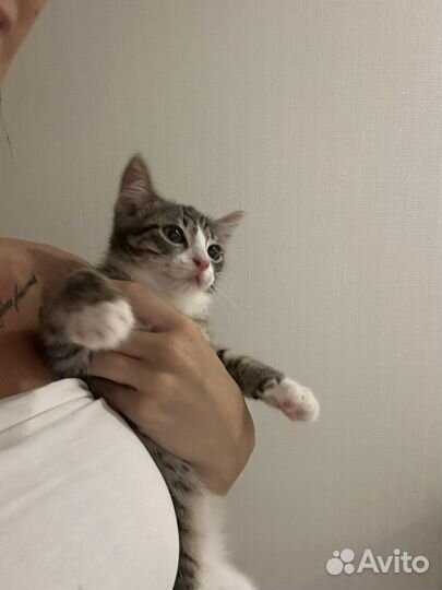 Котёнок в добрые руки бесплатно