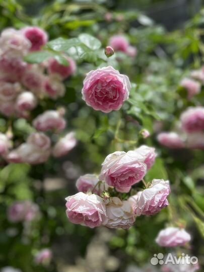 Розы сортовые плетистые саженцы собственокорневые